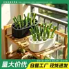 Caja hidropónica para verduras, caja de cultivo casera sin tierra, kit hidropónico para cultivar cebolletas, cilantro, ajo y otras plantas