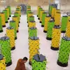 Equipamento Inteligente para Cultivo Caseiro de Vegetais Sem Solo, Estufa Multicamadas, Abacaxi de Telhado e Sistema de Coluna de Plantio para Varanda