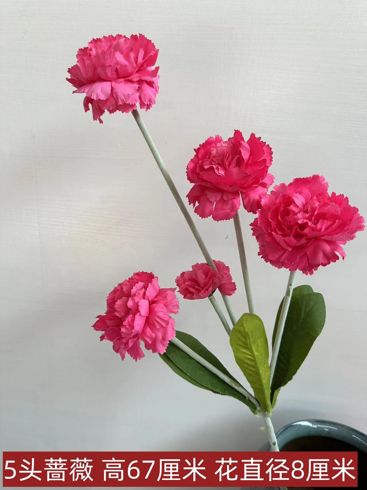 5头蔷薇玫红
