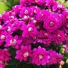 Planta en Maceta Flor de Longevidad Cuatro Estaciones con Doble Pétalo, Capullos Extra Grandes, Fácil de Cultivar, Adecuada para Balcones Interiores y Mesas