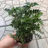 Plantas de Piedra Absorbente Plantas Verdes Piedra de Agua Acuaterrario Tanque de Selva Rocalla Paisajismo Musgo Helecho Micro-paisaje Plantas de Bonsái