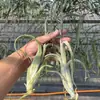 Venda Direta da Fábrica Orquídea do Ar Planta Aérea Planta Sem Solo Vermelho Amarelo Verde Elfo Barba de Velho Medusa Atacado