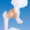 Modelo de ligamento de cadera ZM1035-1 de cabello liso de fábrica - Modelo médico didáctico.