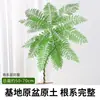 Jacaranda en Maceta Planta Verde de Interior para Oficina Estilo Japonés Sala de Estar Mueble de TV Planta de Piso Fácil de Mantener en Todas las Estaciones