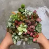 Planta Verde Mini Interna Rede Grama Flor Pequena Musgo Micro Paisagem DIY Vaso Tanque de Água e Terra Bonsai