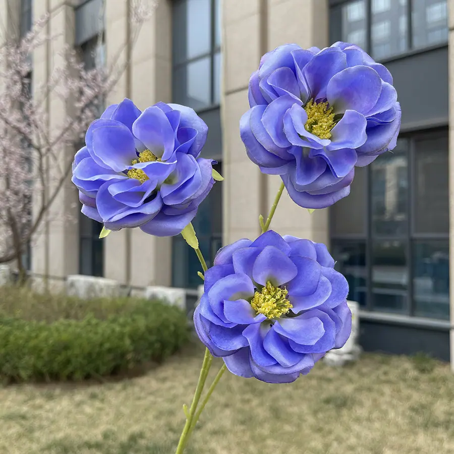 3头花蕊月季-紫蓝.JPG
