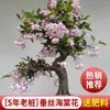 Mudas de Flor de Ameixa Vermelha em Vaso Bonsai de Tronco Velho Nativo Plantas Verdes para Varanda e Pátio Flores Perfumadas Resistente ao Frio Flor de Inverno para Todas as Estações