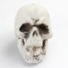 Simulador encantador de modelo de calavera para Halloween, accesorios de diseño de lugar, decoración de casa embrujada, adornos de terror, calavera
