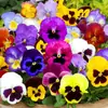 180 Variedades de Sementes de Flores Não Repetitivas, Fáceis de Cultivar em Todas as Estações, Podem Afastar Mosquitos, Adequadas para Varandas Internas e Externas, Distribuição Transfronteiriça