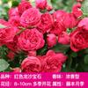 Una pieza de Dropshipping de rosa trepadora, rosa de luna europea, plántulas de rosa que florecen en todas las estaciones, flores grandes, pared de patio, escalada al aire libre