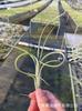 Piña de Aire Planta sin Tierra para Personas Mayores, Hierba de Aire Piña Planta Verde Creativa de Cuatro Estaciones Perenne Colgante de Interior