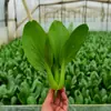 Venta Directa de Fábrica de Semillas de Verduras de Cuatro Estaciones, Venta al por Mayor de Semillas de Verduras a Granel de la Empresa, Semillas de Frutas, Colza para Macetas