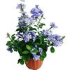 Planta Extraordinária de Sementeira Floco de Neve Azul Floco de Neve Branca em Vaso Planta Resistente ao Calor e Fácil de Cultivar Jardim Pátio Trepadeira Cinta de Flores Cinta de Flores Solo