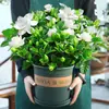 Planta Flor de Gardenia em Vaso Interna com Botões Varanda Hidropônica Planta Verde Muda Grande Fácil de Cultivar Jasmim o Ano Todo