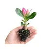 Planta em Vaso Rosa do Deserto de Flores Dobradas Fácil de Cultivar, Adequada para Varandas Internas, Fácil de Manter, Floresce o Ano Todo, Flor e Planta Verde Tolerante à Seca
