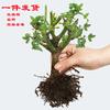 Rose Old Pile Old Root Quatro Estações Vaso Interior Flores Grandes Fragrância Forte Varanda Visualização de Flores Plantas Verdes Enviadas