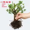 Planta de rosa con tallos y raíces viejas, una planta perenne en maceta que florece continuamente con flores grandes y fragantes, adecuada para ver en balcón interior, planta verde para entrega