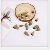 Pendientes de Planta Fruta Bellota Hechos a Mano DIY Fruta Pendientes Personalizados Creativos Material Chica Linda Pendientes Retro