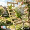 Escalera de Escalada para Pájaros Loro, Escalera de Escalada de Madera Maciza, Accesorios de Juguete para Aliviar el Aburrimiento de la Jaula de Pájaros, Suministro Directo del Fabricante