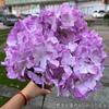 Comercio Exterior Nueva Hortensia Morada Azul Nieve Hortensia de Cabeza Sencilla Morada Boda Decoración Suave Flores Artificiales Flores Falsas Venta al por Mayor