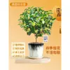 Plántulas de Osmanthus Florales en Maceta Todo el Año Osmanthus Agosto Osmanthus de Interior Fácil de Cultivar Comestible Balcón Patio Plantas Muy Aromáticas