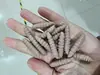 Cebo suave de gusano de pan flotante para trucha, señuelo de pesca para foso negro TPE negro 3.8cm 1g señuelo de gusano suave cebo de imitación