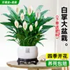 Maceta Grande de Planta de Palma Blanca de una Pieza para Dropshipping, un Símbolo de Buena Fortuna, Planta en Maceta con Flores, Planta Hidropónica, Planta con Flores, Planta Verde para Interior de Oficina