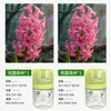 Novo Modelo para Entrega: Zhumeng Casa Celebridade da Internet Sem Fogo Líquido Refil de Aromaterapia para Quarto de Menina Fragrância Gaiola de Pássaro Pequeno Perfume