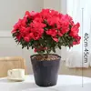 Rododendro Planta de Flor en Maceta Flor de Interior con Capullos, Montón Viejo Grande, Flores Floreciendo en Todas las Estaciones, Plantas Verdes Fáciles de Cultivar y Vivir