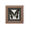 Raro Ornamento de Insecto Precioso Mariposa Pavo Real Espécimen de Mariposa Azul Regalo para Ancianos, Amigos, Niñas Regalo de Cumpleaños Marco de Espécimen de Mariposa
