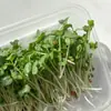 Decoração de Apresentação Flor Sashimi Estilismo Planta Fresca Restaurante Frutos do Mar Empratamento Prato Frio Shou
