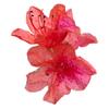 Azalea de Montaña Nativa, Azalea, Bonsái Pequeño de Pila Vieja, Plántula de Azalea de Flor Amarilla, Floración en Maceta para Jardín de Cuatro Estaciones