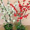 Las Diez Flores Famosas de China Flor de Begonia Maceta Pila Vieja Planta Resistente al Frío Flor Perezosa Fácil de Cultivar Próspera Casa Todo el Año Begonia