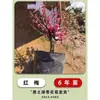 Plántulas de Flor de Cera en Maceta, Plantas de Jardín de Crecimiento en el Suelo Agrupadas, Árboles Ornamentales Originales de Flor de Cera, Árboles Viejos Enanos de Ciruelo Rojo Resistentes al Frío