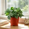 Plantas pequeñas de agua fría para escritorios de oficina, follaje ornamental, tolerantes a la sombra, plantas verdes divertidas, fáciles de cuidar, adecuadas para estaciones de trabajo de principiantes