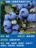 Uma peça de Dropshipping Quatro Estações Jiabao Fruit Tree Mudas de Frutas Sabah Escar Tree Mudas de Uva Árvore Frutífera Pátio Precioso Norte e Sul
