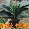Flores e plantas de vaso Clivia, mudas grandes, jardim interno, floresce nas quatro estações, resistente ao frio, plantas verdes, suculentas, de mesa, pequeno bonsai
