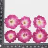 Rosa Flor Seca Em Relevo Espécime para Ensino Caseiro Flor Real Gota de Gel Capa para Celular Celebridade da Internet Nail Art Flor Decorativa para Rosto