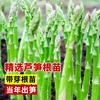 Plántulas de Raíz de Espárrago Recién Desenterradas, Nuevas Plántulas de Espárrago para Plantar en Todas las Estaciones, Plántulas de Verdura para Consumo, Plántulas para Jardín, Semillas de Espárrago en Maceta