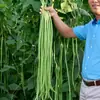 Sementes de Vagem Longa Variedade Antiga Feijão-Caupi 28/2 Sementes de Feijão-Caupi São Vegetais Fáceis de Cultivar na Primavera e Outono, Sementes para Horta