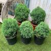 Planta en Maceta Bola de Pino, Ciprés en Forma de Bola de Pino para Interiores y Exteriores, Planta Verde Pequeña, Perenne Todo el Año, Buena Calidad del Aire