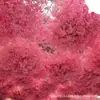 Ramo de flores secas Yongshenghua Gimonis base Yunnan cabello liso flor real decoración de boda materiales hechos a mano DIY