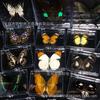 Verdadeiro Espécime Borboleta Caixa Transparente Presente de Aniversário Ornamentos de Insetos Fotografia Artesanato Adereços Crianças Estudantes Ensino