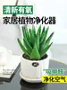 Planta em Vaso de Aloe Vera para Interior Além de Purificar o Ar de Formaldeído Planta de Mesa Cacto Suculenta Quatro Estações Boas Flores para Cultivar