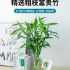 Bambu Rico Cultivado em Água Transferência de Plantas Hidropônicas Bambu Plantas Verdes de Interior Florais Sala de Estar Escritório Bambu Guanyin Florais