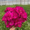 Bulbos de aliso de doble flor, fresia, semillas de nardo para balcón, plantas perennes para interiores y exteriores.