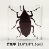 Especimen de insecto real insecto real escarabajo escorpión clavo ámbar artesanías lugar escénico venta caliente adornos de enseñanza