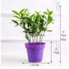 Plantas de Interior em Vaso com Folhas Verdes: Pothos, Menta, Planta Cobra, Árvore do Dinheiro, Jasmim e Outras Combinações de Plantas Verdes