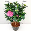 Mudas de Camélia com Botões de Flor São Enviadas, Plantas em Vasos com Flores Perfumadas, Camélia de Todas as Estações, Mudas de Flores Fáceis de Cultivar, Plantas Verdes Resistentes e Fáceis de Manter