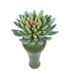 Planta suculenta simulada em vaso 14cm cortina de contas bergamota mil jade planta carnuda decoração de interior flor artificial de plástico atacado